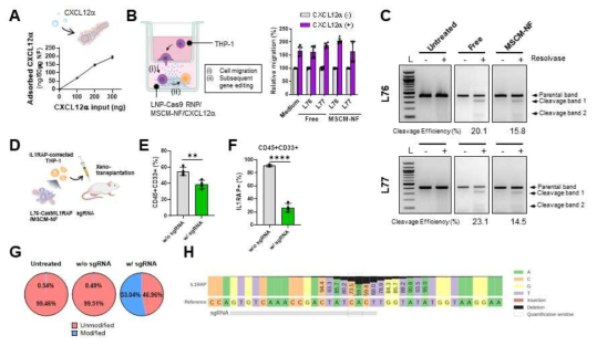 LSC recruitment and subsequent gene editing capacity of the system. (A) Loading profiles of CXCL12α on MSCM-NF. (B) (left) Schematic of migration assay evaluating (i) cell migration by CXCL12α and (ii) the subsequent gene editing by LNP-Cas9 RNP delivery. (right) The percentage of THP-1 cells migrating to the lower chamber was measured after 4.5 h of incubation. (C) Gene editing efficiency of LNP-Cas9 RNP/MSCM-NF/CXCL12 α in migrated THP-1 cells. (D) Schematic of mouse xenograft model with ex vivo IL1RAP gene editing treatment. THP-1 cells were treated with L76-Cas9 RNP/MSCM-NF for two days, and an equal number of THP-1 cells were transplanted into sub-lethally irradiated NSG mice. Human leukemic burden in recipient mice was measured by flow cytometry after eight weeks or when the mice appeared moribund. (E) Percentage of human CD45+CD33+ population in the bone marrow harvested from recipient mice, as described in (D). (F) Percentage of human IL1RAP expression in CD45+CD33+ population in bone marrow harvested from recipient mice. (G) Identification of unmodified and modified IL1RAP alleles by amplicon sequencing analysis. THP-1 cells were treated with L76-Cas9 RNP/MSCM-NF as described in (D). DNA was harvested from cells before xenotransplantation for sequencing. (H) Nucleotide distribution near the IL1RAP sgRNA targeting site. The percentage of each base in the amplicon is shown based on the sequencing reads. w/o sgRNA = L76-Cas9/MSCM-NF without IL1RAP sgRNA. w/ sgRNA = L76-Cas9/MSCM-NF with IL1RAP sgRNA