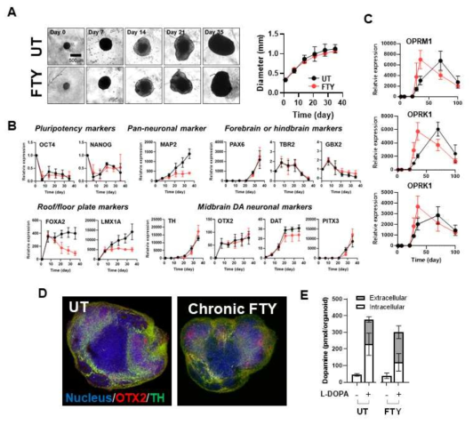 Generation of midbrain organoids modeling neonatal abstinence syndrome (NAS) related to opioid use disorder. (A) organoid growth with or without fentanyl treatment (UT; untreated, FTY; fentanyl-treated). (B) Gene expression profiles along the midbrain organoid development. (C) gene expression profiles of opioid receptors. (D) Immunostaining of midbrain specific markers on day 21-organoid. (E) Dopamine synthesis and release of the midbrain organoid in the presence of L-DOPA