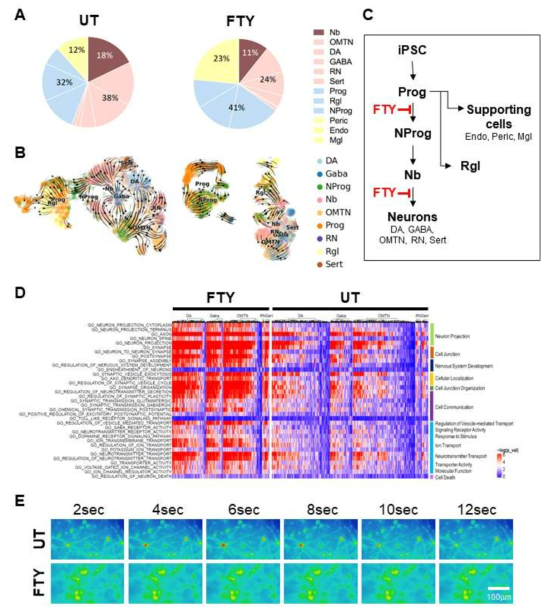 Chronic fentanyl treatment impairs neurodevelopment. (A) Pie charts showing cell types and compositions of midbrain organoids treated with or without fentanyl. (B) RNA velocity indicating cell lineage specific differentiation in pseudotime. (C) a proposed finding how fentanyl involves in midbrain development. (D) ssGSEA analysis. (E) Calcium imaging analysis