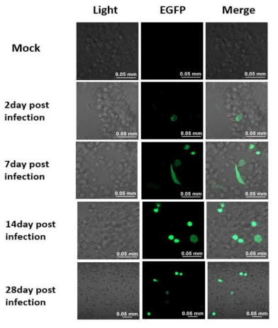 EGFP 유전자 함유 바이러스 벡터에 의하여 생성된 가짜바이러스로 감염된 BHK-21 에서의 EGFP 발현 현황