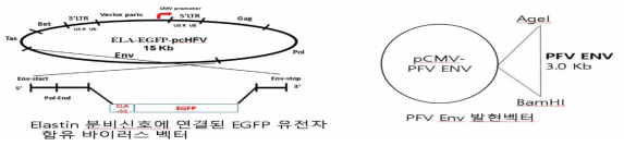 분비신호 함유 바이러스 벡터와 PFV Env 발현벡터 제작