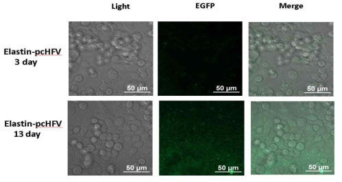 Elastin-분비신호를 함유하는 EGFP 유전자를 보유하는 바이러스 벡터에 의하여 생성된 가짜바이러스로 감염된 BHK-21에서의 EGFP 발현 및 분비 현황