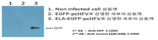 세포 밖으로 분비된 EGFP 단백질의 탐지