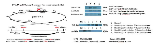 치료용 유전자(ADA) 도입된 바이러스 벡터의 제작과 주요 유전자 발현 조사