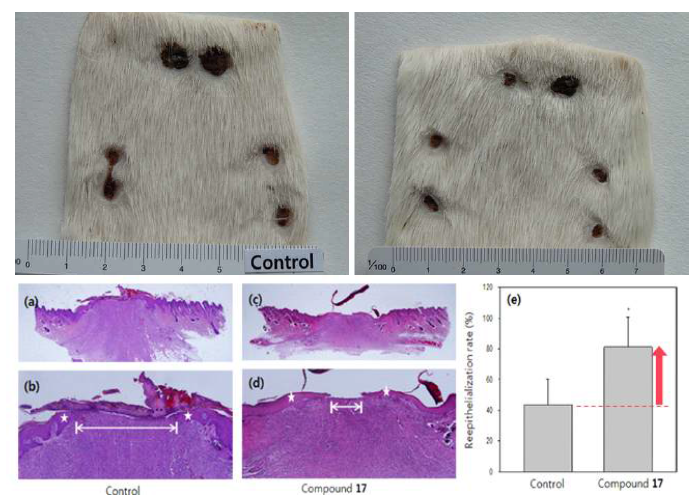 Histopathologic findings (hematoxylin and eosin staining) of the control and 15-PGDH inhibitor 15-PGDH inhibitor treatment groups