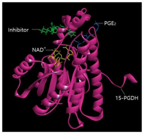 3D model structure with inhibitor bound to 15-PGDH-NAD+-PGE₂ complex