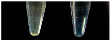 microemulsion을 이용한 난용성 화합물의 가용화