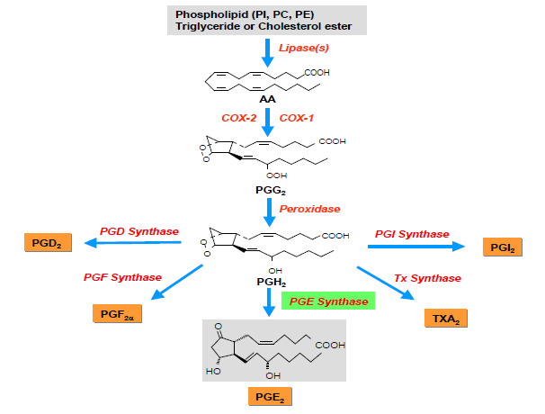 Synthetic pathway of Prostaglandins