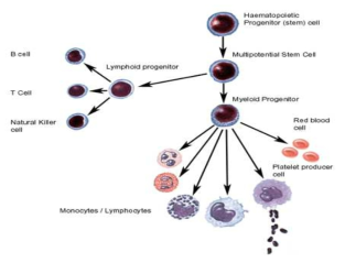 조혈줄기세포의 분화