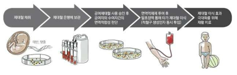 제대혈(umbilical cord blood)