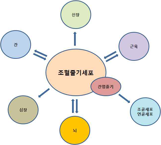 조혈줄기세포 분화의 유연성