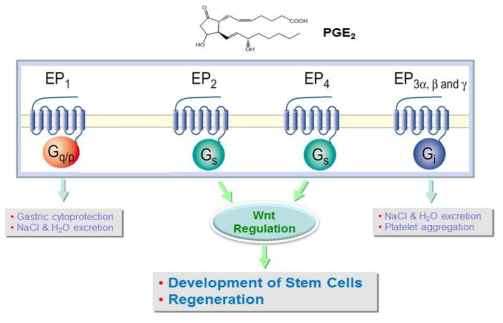 Biological actions of PGE₂ through four EP receptors