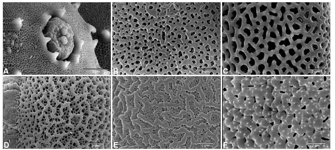 SEM micrographs. A. Porate pollen in Tripora divaricata, B-F. Sexine ornamentations, B. Vitex negundo, C. Westringia rigida, D. Vitex rotundifolia, E. Ajuga multiflora, F. Prostanthera cuneata