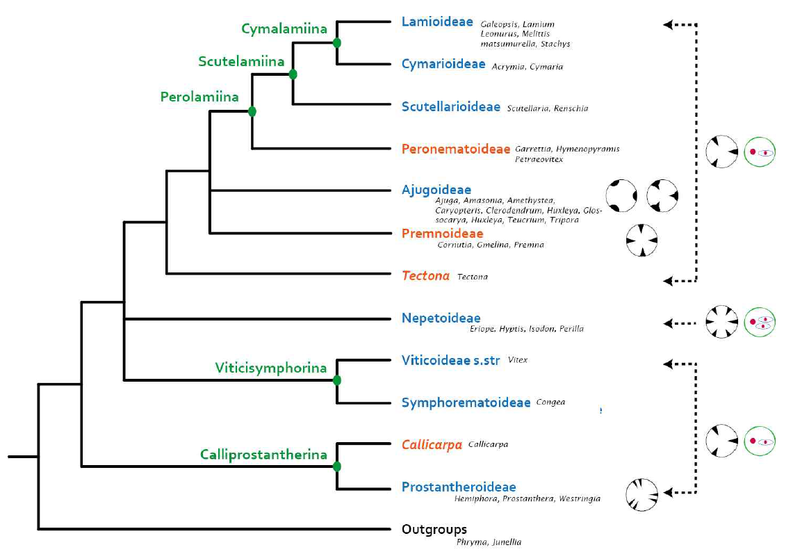 The distribution patterns of colpate and cell numbers of pollen grains on the phylogenetic backbone of Lamiaceae which adopt from Li et al., 2016 (Figure 1). Newly recognized clades from Li et al. (2016) marked with orange colour and five inclusive clades with unranked names are indicated by green colour. The genera which selected for new observations are listed next to the clade