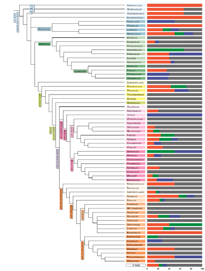 Modified phylogeny of APG IV from Cole et al. (2017, Angiosperm Phylogeny Poster) with proportion data of orbicule occurrence at family level of each order (based on present data and Verstraete et al., 2014; Table 2). Different colors: orange=family with orbicules, blue=family without orbicules, green=family both with and without orbicules, grey=no data available