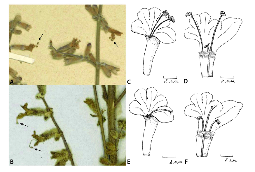 Dimorphic flowers of Perovskia. A. S-morph flowers with exerted two stamens of P. angustifolia (Knorring 14, LE), B. Flowers with long style of P. atriplicifolia (Griffith 464?, K). C-F. Illustrated flower structures of two sexual morphs of P. abrotanoides. C-D. S-morph (Billiet & Leonard 6805, BR). E-F. L-morph (Billiet & Leonard 6888, BR) - drawn by A. Vandeperre in K.U.Leuven