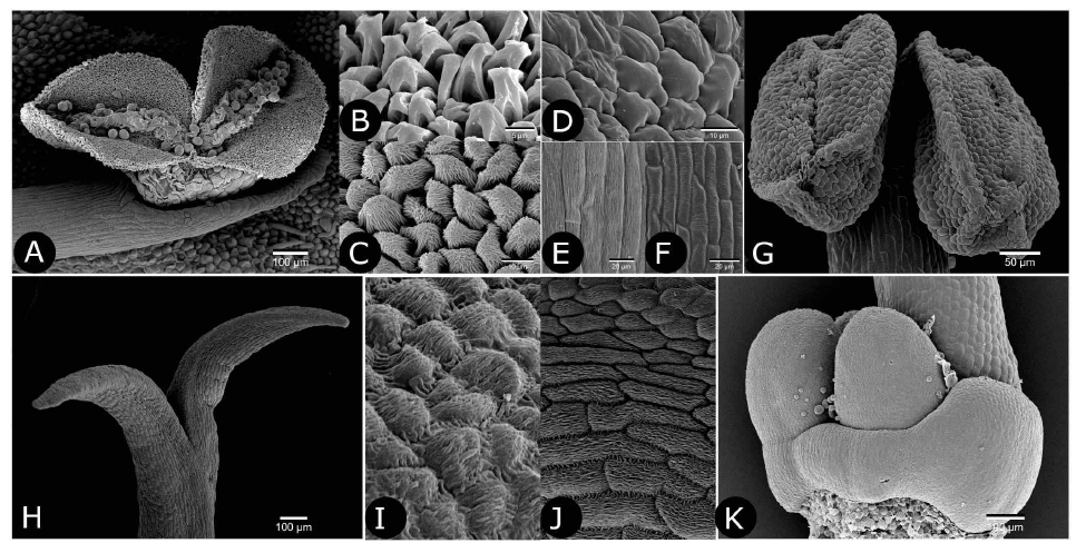 Detailed investigation of stamen in Glechoma hederacea. A-C, E. Hermaphrodite flowers, D, F-G. Female flowers. A. Open anther with pollen grains. B. Inner anther wall without orbicules. C. Outer anther wall. D. Outer surface area of anther. E. Surface of filament area with epicuticular striations. F. Smooth surface of filament area.G.Sterile anther. H.Bifid stigma. I. Inner stigma. J. Outer stigma. K. Gynobasic ovary