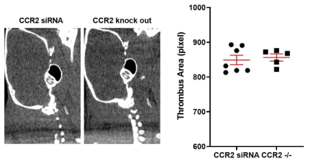 CCR2 siRNA 전 처리한 C57BL/6 생쥐와 CCR2 knock out 생쥐에서 유발-생성된 혈전의 크기 비교