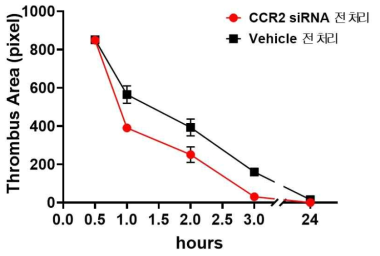 CCR2 siRNA 전처리 후 tPA 혈전 용해 시 혈전용해속도 비교 분석한 결과