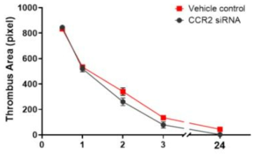 CCR2 siRNA 후처리 후 혈전 용해속도를 비교 분석한 결과