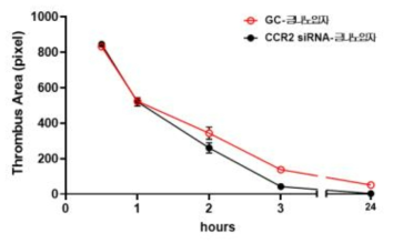 CCR2 siRNA 도입된 PrevenTheranostic 나노입자 처리 유무에 따른 혈전 용해속도 비교 분석한 결과