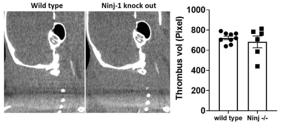 Ninj-1 knock out 생쥐와 Wild type 생쥐에서 유발-생성된 혈전의 크기 비교