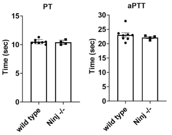 호중구의 뇌경색 병변 이주가 억제된 Ninj-1 knock out 생쥐의 혈액으로 외인계 (PT), 내인계 (aPTT) 응고도를 검사한 결과