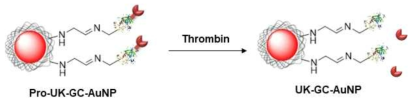 트롬빈에 의해 활성화되는 돌연변이 pro-urokinase-글리콜 키토산-금 나노입자의 트롬빈 감응 혈전용해 메커니즘