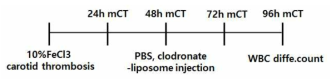 Clodronate-liposome / PBS-liposome 주입 4일차 혈전증 연구 개요
