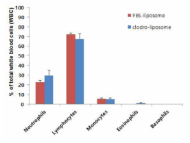 혈전증 생성 4일(96시간)째 Clodronate-liposome vs. PBS-liposome 투약 그룹간의 백혈구 differential count 비교