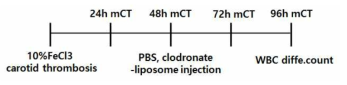 Clodronate-liposome / PBS-liposome 주입 4일차 혈전증 연구 개요