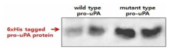 Western blot을 시행해 6x-Histidine이 붙은 pro-uPA protein 확인
