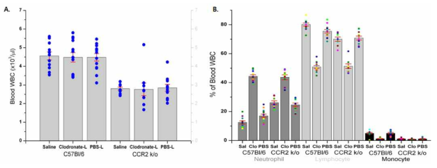 monocyte를 감소시키는 약제인 clodronate-liposome을 주입한 wild type C57BL6 생쥐 및 CCR2 knock out 생쥐에서 A.경동맥-혈전증 유발 30분째 혈중 백혈구 수 B. Neutrophil, Lymphocyte, Monocyte count