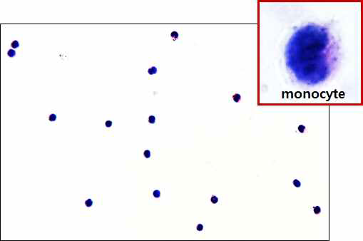 분리한 monocyte의 H&E 염색 사진