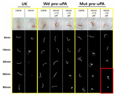 Cloning Wd / Mut pro-uPA 단백질의 농도에 따른 혈전 용해도를 비교한 NIRF (Cy5.5) 형광 사진