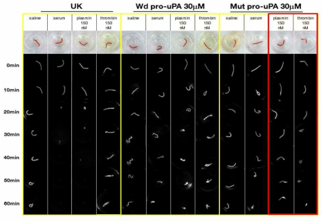 Cloning으로 생산한 Mut pro-uPA 단백질이 Thrombin에 의해 특이적으로 활성화됨을 확인한 NIRF (Cy5.5) 형광 사진