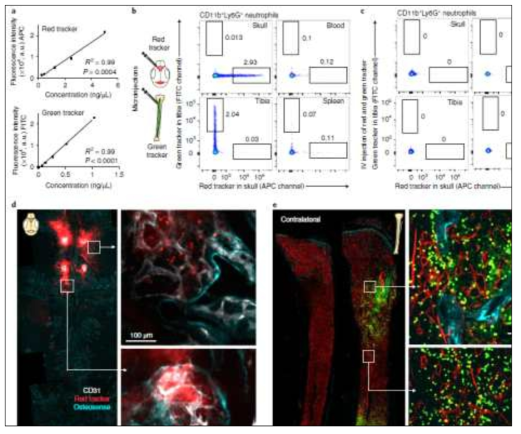 Bone marrow cells tagging 방법과 intravital microscopy imaging을 통한 immune cell tracking