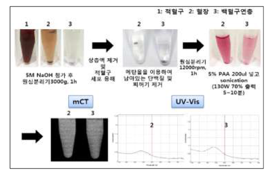 혈액 성분 (혈장 및 백혈구연층)에서 분리한 금나노입자의 mCT 영상 및 UV-Vis 흡광도