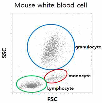생쥐 혈액의 leukocyte 분포