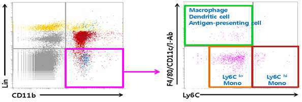 Ly6Chi와 Ly6Clo 생쥐 혈액세포의 분리