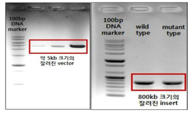0.8% agarose gel에서 제한효소로 자른 vector와 PCR로 증폭한 pro-uPA insert를 확인
