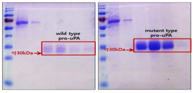 12% SDS-PAGE gel에서 Ni-NTA Agarose resin column을 이용해 분리한 Wild / mutant type pro-uPA protein 을 확인