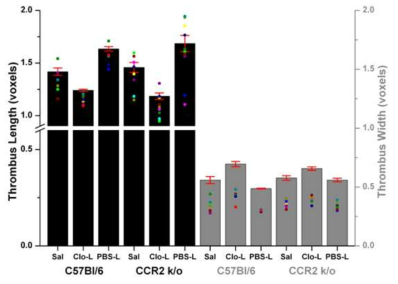monocyte를 감소시키는 약제인 clodronate-liposome을 주입한 wild type C57BL6 생쥐 및 CCR2 knock out 생쥐에서 경동맥-혈전증 유발 30분째 혈전의 최장 길이와 최장 두께