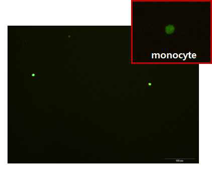 분리된 CX3CR1-eGFP 생쥐 혈액 monocyte의 형광 현미경 사진