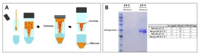 uPA 단백질 농축 후 Coomassie blue staining 사진 및 농도 측정 결과