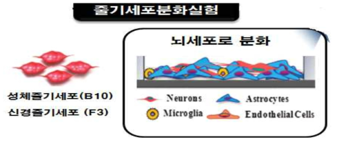 배아줄기세포 및 성체줄기세포의 분화유도