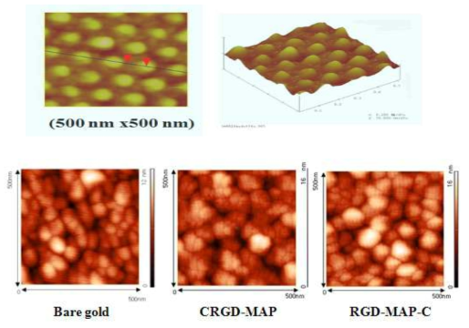 원자현미경을 이용하여 RGD와 CRGD-MAP, RGD-MAP-C박막 이미지 영상