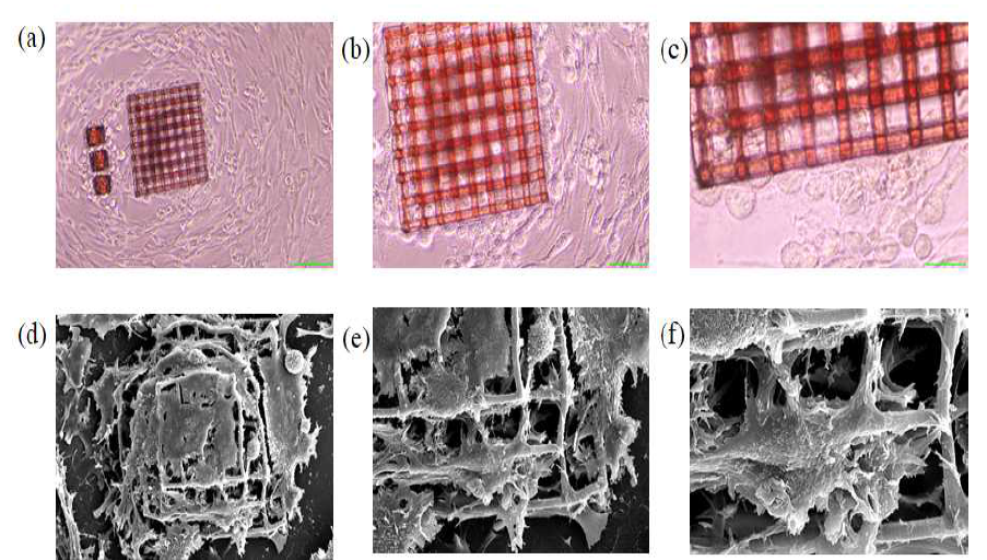 Two-photon sterelithography 기반 구조체에 세포를 배양한 현미경 이미지(a-c) 와 SEM 이미지(d-f)