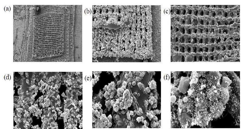 3D Bioprint 기반 구조체에 세포를 배양한 SEM 이미지