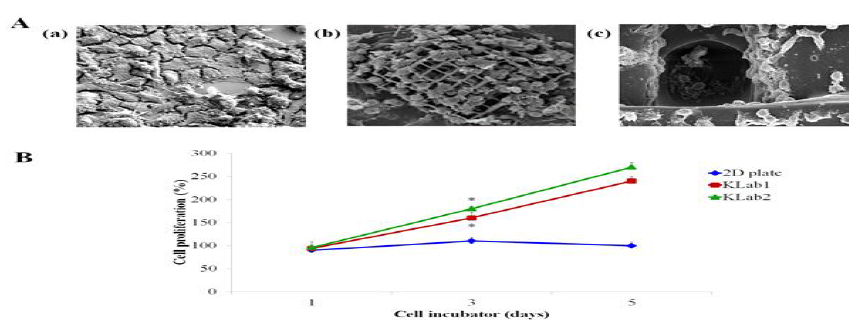 2D plate와 two-photon sterelithography 기반, 3D Bioprint기반의 구조체의 세포 생존률 비교